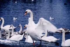 Swans in the Marine Park, South Shields