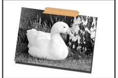 Goose