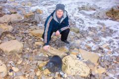 Seal pup on Marsden beach
