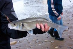 Fishing on Marsden beach, sea bass