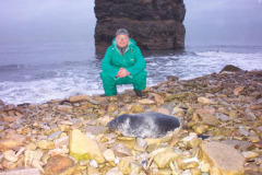 Seal pup on Marsden beach