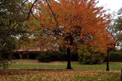 Autumn Fall, Marine Park, South Shields