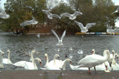 Swans, Marine Park, South Shields